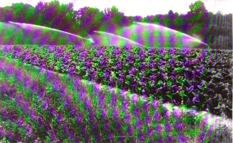 A tobacco field under irrigation in Granville County, North Carolina.